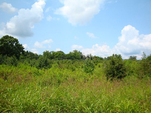 12.7 Acre Prime Commercial Tract